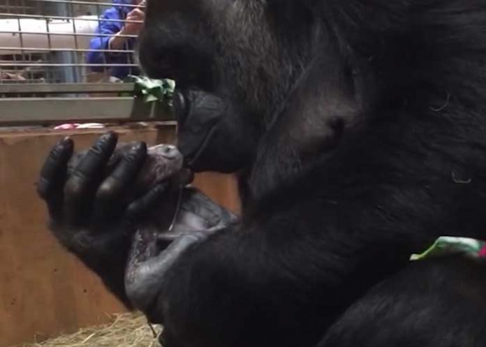 Mamá gorila abrazó a su pequeño bebé recién nacido