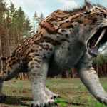¡Increíble! Encuentran restos casi completos de un «Tigre Diente de Sable» Hallan uno de los restos más completos del tigre diente de sable