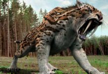 ¡Increíble! Encuentran restos casi completos de un «Tigre Diente de Sable» Hallan uno de los restos más completos del tigre diente de sable