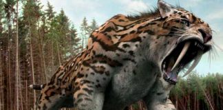 Hallan uno de los restos más completos del tigre diente de sable