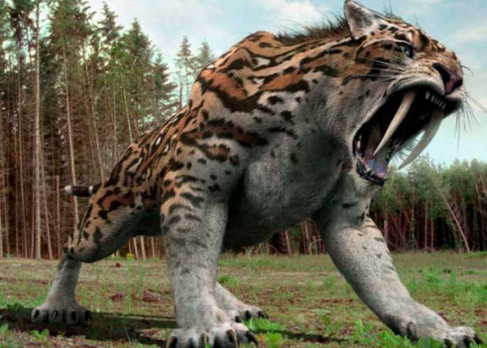 Hallan uno de los restos más completos del tigre diente de sable