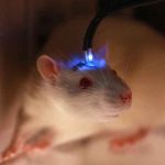 Científicos implantan «minicerebros» humanos en ratones Científicos implantan "minicerebros" humanos en ratones
