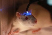Científicos implantan "minicerebros" humanos en ratones