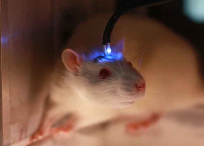 Científicos implantan 