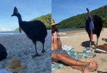 Turistas juegan con un ave sin imaginar que es la más letal del mundo Turistas juegan con un ave sin imaginar que es la más letal del mundo