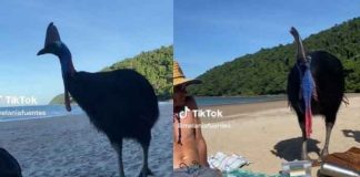 Turistas juegan con un ave sin imaginar que es la más letal del mundo