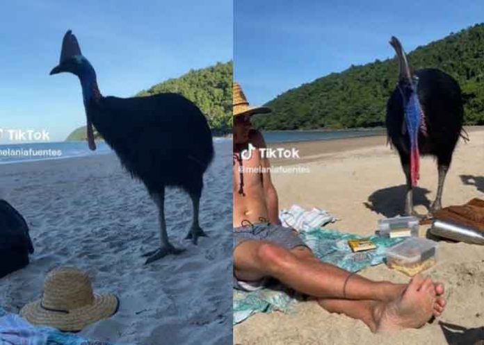 2 Turistas juegan con un ave sin imaginar que es la más letal del mundo