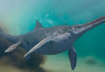 Este es el animal más grande de la historia según científicos