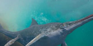 Este es el animal más grande de la historia según científicos