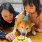 “Cheems”, el perro de los memes, celebró su cumpleaños número 12