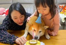 “Cheems”, el perro de los memes, celebró su cumpleaños número 12 “Cheems”, el perro de los memes, celebró su cumpleaños número 12