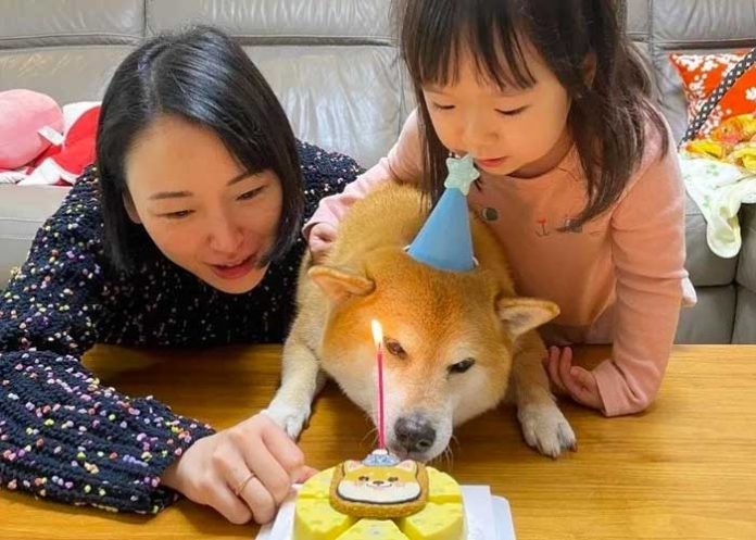 “Cheems”, el perro de los memes, celebró su cumpleaños número 12
