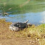 ¡Brutal! Cocodrilo mata a un perrito de un "tapazo" en San Juan del Sur