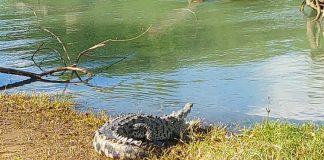 ¡Brutal! Cocodrilo mata a un perrito de un "tapazo" en San Juan del Sur