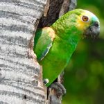 Secuestran a chocoyito y al ver a su dueña le grita: "Mi amor, mi amor"