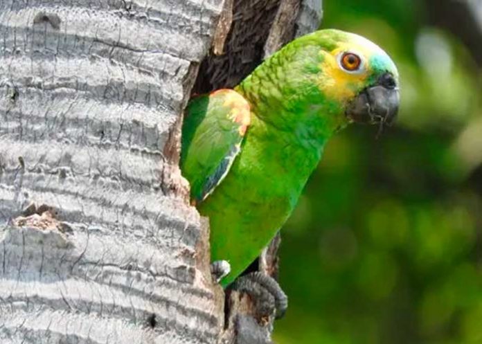 Secuestran a chocoyito y al ver a su dueña le grita: 