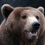 ¡De locos! NASA descubre primer oso marciano en Marte ¡De locos! NASA descubre primer oso marciano en Marte