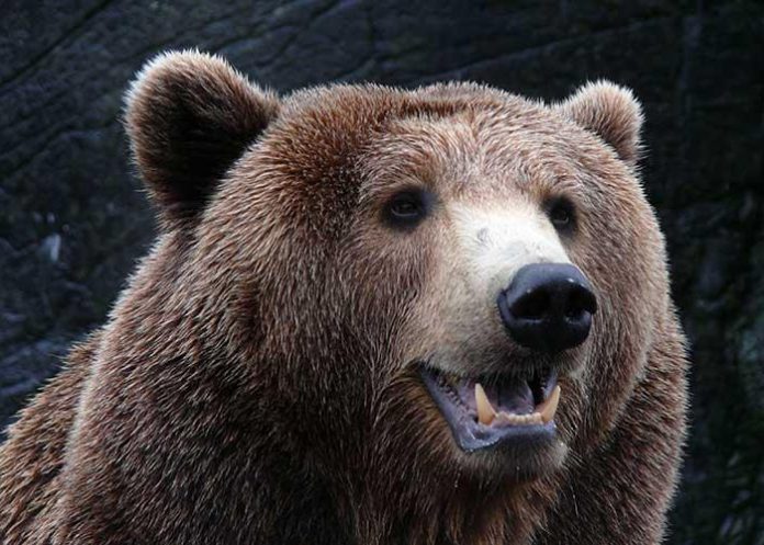 ¡De locos! NASA descubre primer oso marciano en Marte