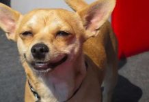 Perro rompe una puerta para evitar que lo bañen