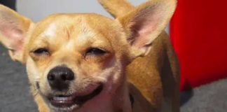 Perro rompe una puerta para evitar que lo bañen