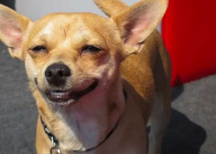 Perro rompe una puerta para evitar que lo bañen