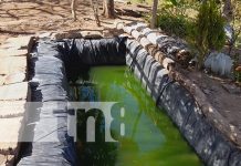 Estanques de crianza de tilapia cambian la vida de protagonista en el Diriá Estanques de crianza de tilapia cambian la vida de protagonista en el Diriá