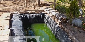 Estanques de crianza de tilapia cambian la vida de protagonista en el Diriá