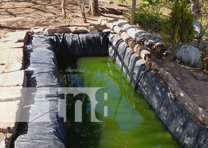 Estanques de crianza de tilapia cambian la vida de protagonista en el Diriá