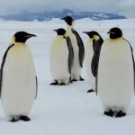 Científicos descubren nueva colonia de pingüinos en la Antártida Científicos descubren nueva colonia de pingüinos en la Antártida