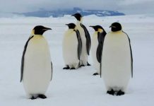 Científicos descubren nueva colonia de pingüinos en la Antártida