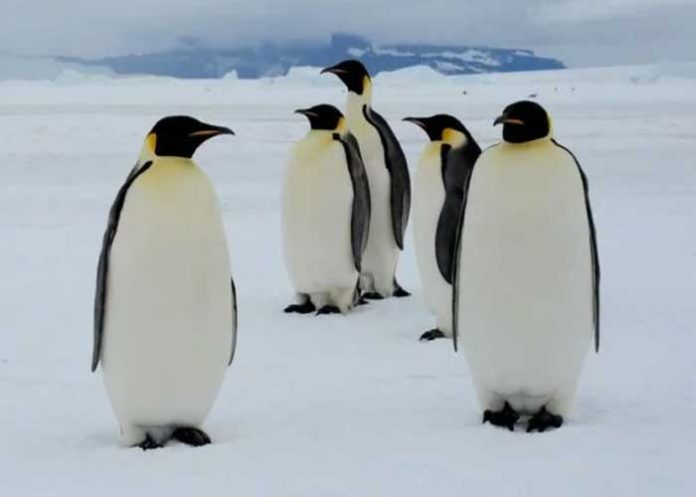 Científicos descubren nueva colonia de pingüinos en la Antártida