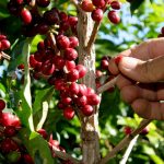 «Café Oro» Generador de grandes producciones y empleos en Nicaragua Foto: "Café Oro" Generador de grandes producciones y empleos en Nicaragua / Cortesía