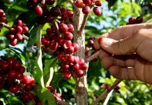 Foto: "Café Oro" Generador de grandes producciones y empleos en Nicaragua / Cortesía