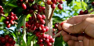 Foto: "Café Oro" Generador de grandes producciones y empleos en Nicaragua / Cortesía