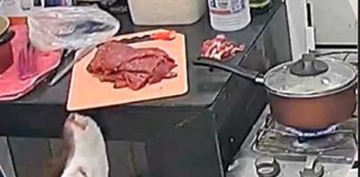 Perrito aprovecha descuido de dueños y los deja sin carne