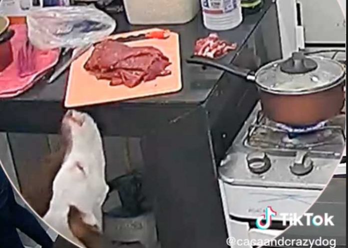 5 Perrito aprovecha descuido de dueños y los deja sin carne