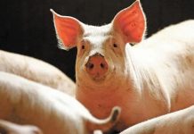 Insólito: Cerdo mata a carnicero en reacción para no ser sacrificado Insólito: Cerdo mata a carnicero en reacción para no ser sacrificado
