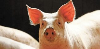 Insólito: Cerdo mata a carnicero en reacción para no ser sacrificado