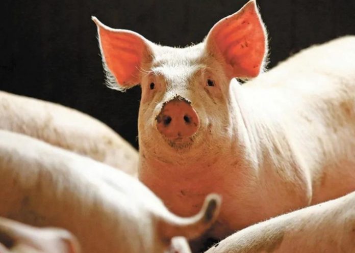 Insólito: Cerdo mata a carnicero en reacción para no ser sacrificado