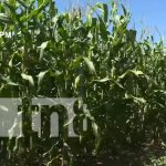 Producción de maíz en Nicaragua representa un fuerte rubro agrícola Producción de maíz en Nicaragua represanta un fuerte rubro agrícola