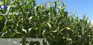 Producción de maíz en Nicaragua represanta un fuerte rubro agrícola