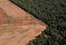 Deforestación de Amazonía brasileña aumentó 150% en diciembre Deforestación de Amazonía brasileña aumentó 150% en diciembre