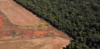 Deforestación de Amazonía brasileña aumentó 150% en diciembre
