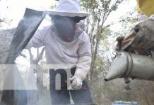 Estrella en ascenso de Estelí: 11 años y ya es todo un apicultor Foto: 11 años y es apasionado por la apicultura en Estelí / TN8