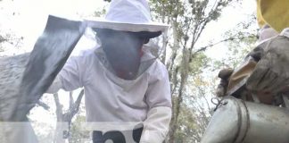 Foto: 11 años y es apasionado por la apicultura en Estelí / TN8