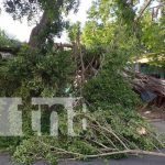 Frondoso árbol cae sobre vivienda y deja daños materiales en Managua Foto: Árbol cae sobre una vivienda en Managua / TN8