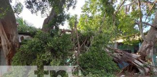 Foto: Árbol cae sobre una vivienda en Managua / TN8