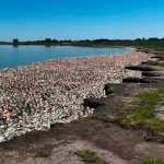 ¡Catástrofe ambiental! Aparecen miles de peces muertos en Argentina
