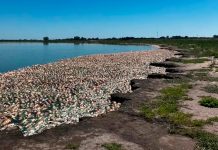 ¡Catástrofe ambiental! Aparecen miles de peces muertos en Argentina ¡Catástrofe ambiental! Aparecen miles de peces muertos en Argentina
