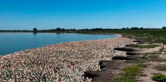 ¡Catástrofe ambiental! Aparecen miles de peces muertos en Argentina